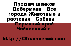 Продам щенков Добермана - Все города Животные и растения » Собаки   . Пермский край,Чайковский г.